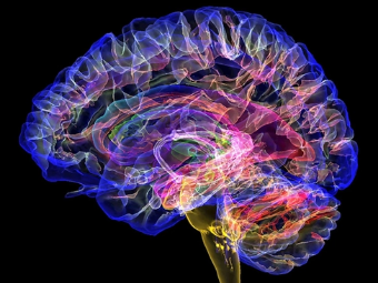 www.99肏大脑植入物有助于严重头部损伤恢复